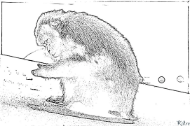 fofo Itulau Lanu Lolomi